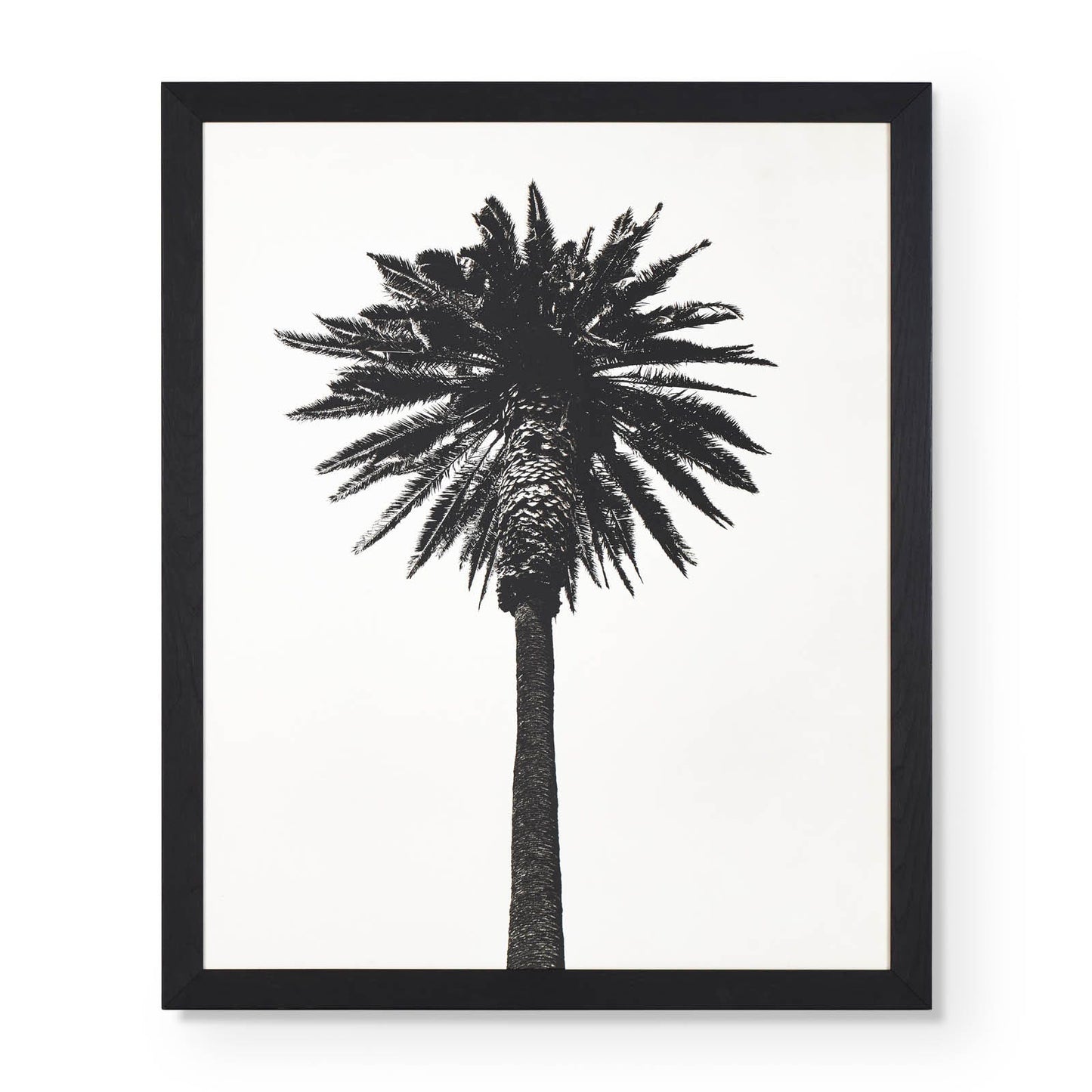 Impression Palm Tree