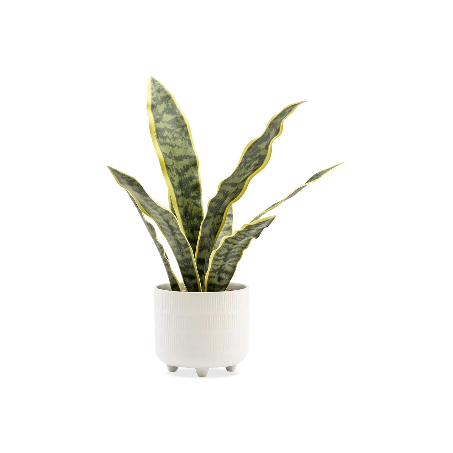 Plante serpent Riviera