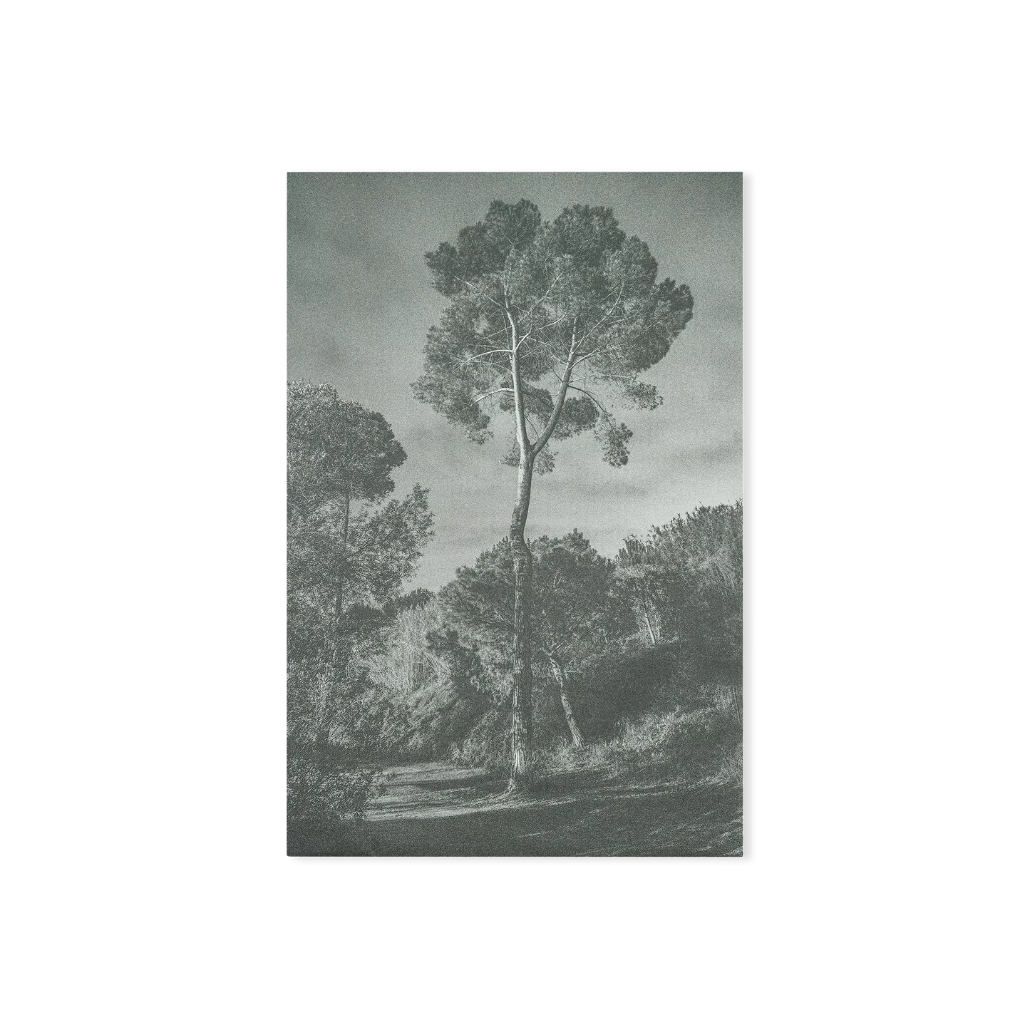 Arbores painting