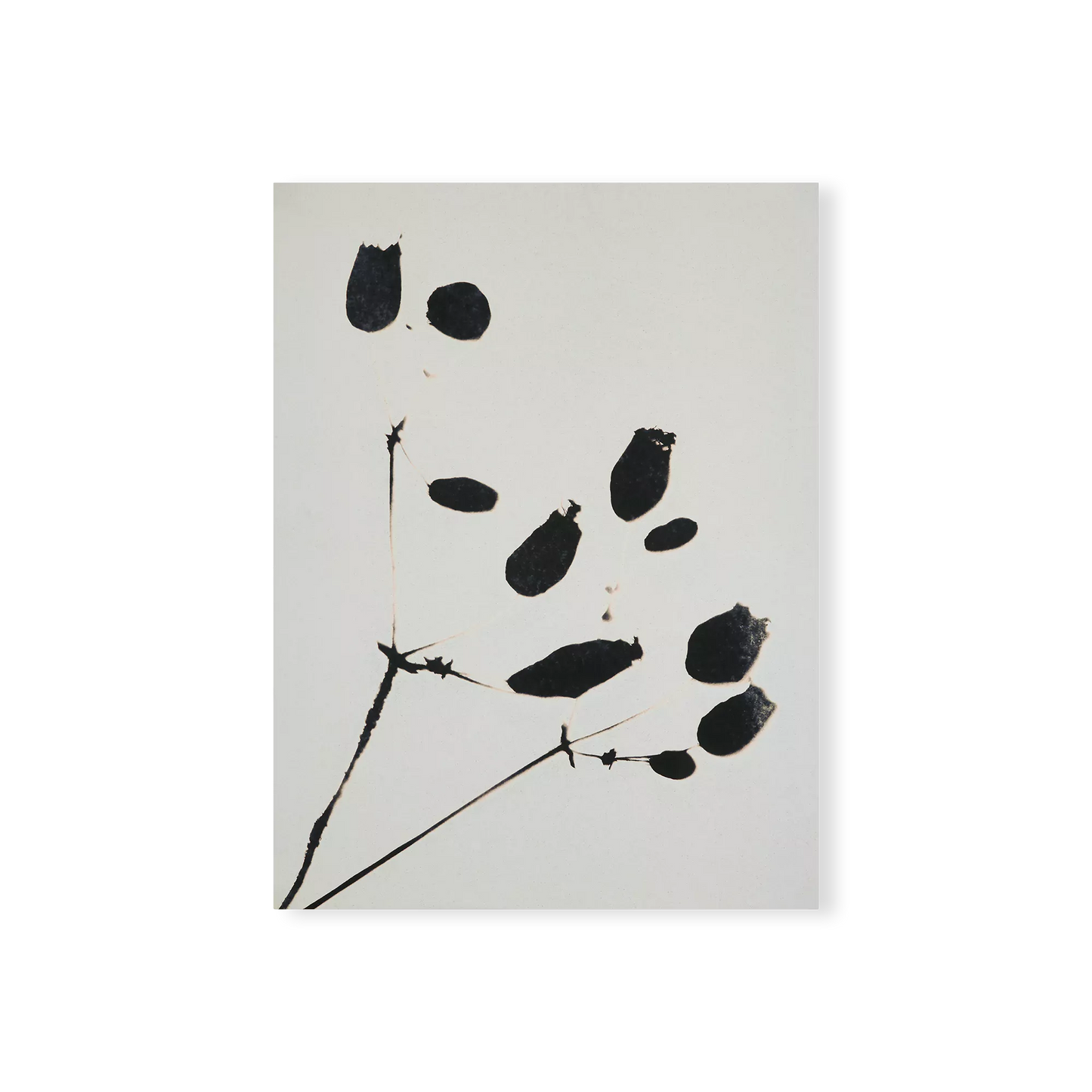 Wildflower - impression florale avec cadre