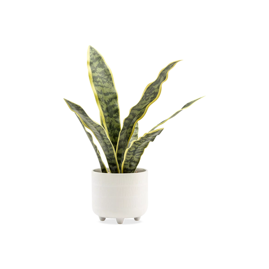 Riviera Snake Plant