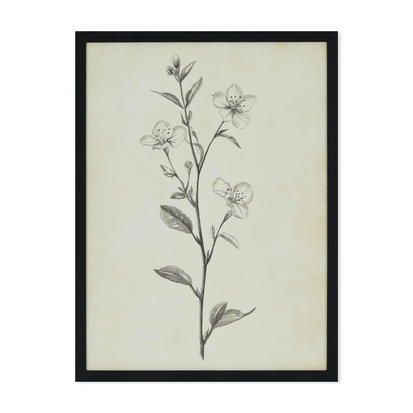 Timeless Blossom - impression cadre noir