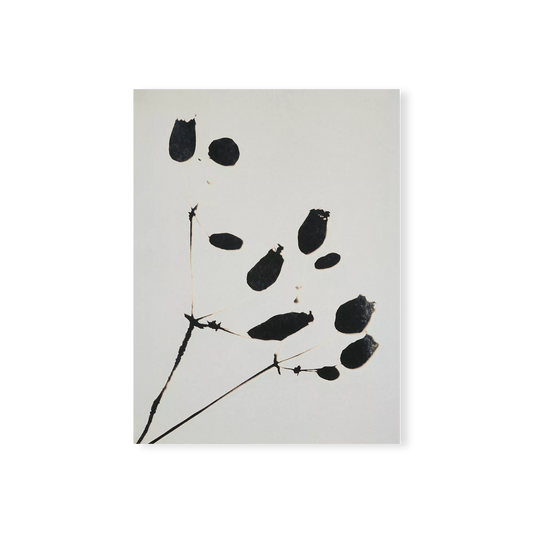 Wildflower - impression florale avec cadre